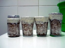 tks-lupelius001.jpg