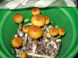tks-lupelius008.jpg