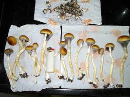 tks-lupelius010.jpg