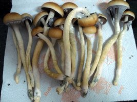 tks-lupelius011.jpg