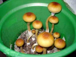 tks-lupelius013.jpg