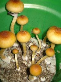 tks-lupelius014.jpg