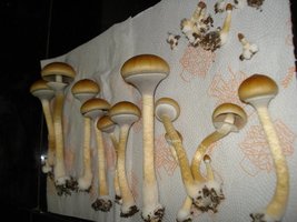 tks-lupelius015.jpg
