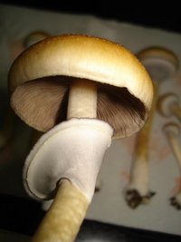 tks-lupelius016.jpg