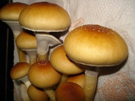 tks-lupelius018.jpg