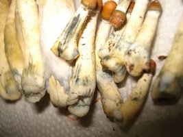 tks-lupelius019.jpg