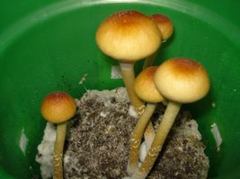 tks-lupelius020.jpg