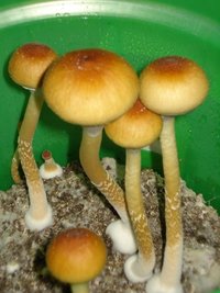 tks-lupelius021.jpg
