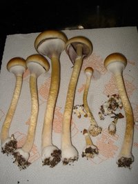 tks-lupelius022.jpg