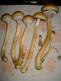 tks-lupelius023.jpg