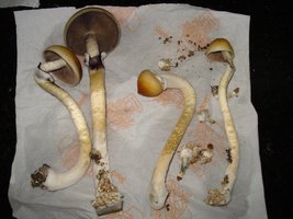 tks-lupelius025.jpg