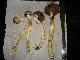 tks-lupelius026.jpg