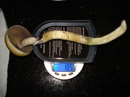 tks-lupelius027.jpg