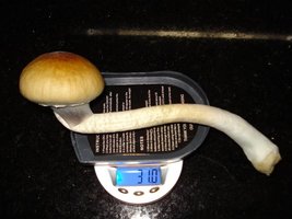 tks-lupelius030.jpg