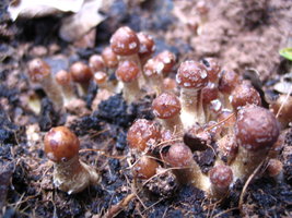 manosbras014.jpg