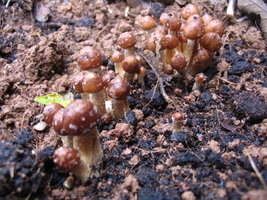 manosbras015.jpg