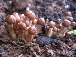 manosbras017.jpg