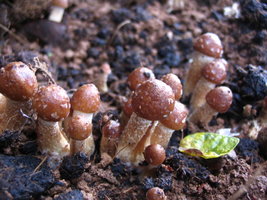 manosbras018.jpg
