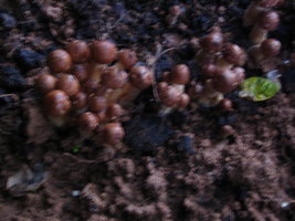 manosbras019.jpg