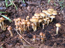 manosbras020.jpg