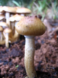 manosbras021.jpg