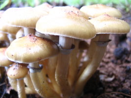 manosbras022.jpg