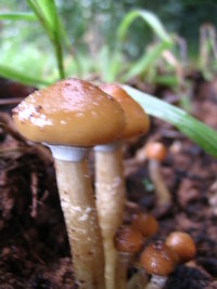 manosbras023.jpg