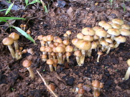 manosbras024.jpg