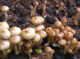 manosbras025.jpg