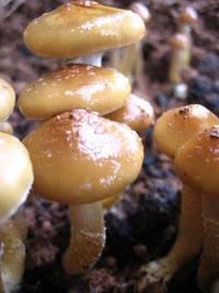 manosbras026.jpg