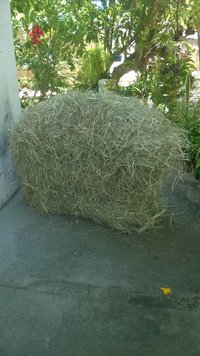 salmao009.jpg