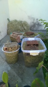salmao010.jpg