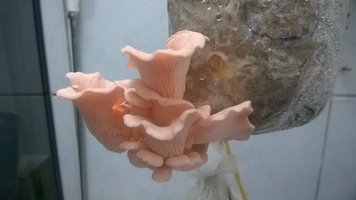 Primeiro cultivo - Pleurotus djamor