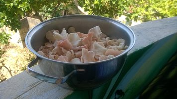 salmao025.jpg