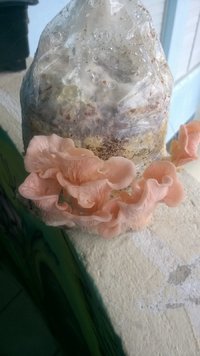 Diário de cultivo - Pleurotus djamor