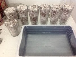 pleurotus-cd01.jpg