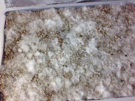 pleurotus-cd06.jpg