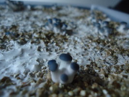 pleurotus-cd10.jpg