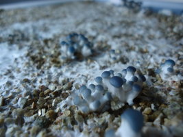 pleurotus-cd12.jpg