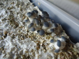 pleurotus-cd13.jpg