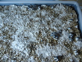 pleurotus-cd14.jpg