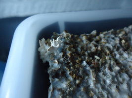 pleurotus-cd15.jpg