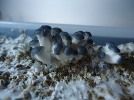 pleurotus-cd16.jpg