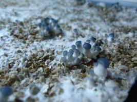 pleurotus-cd17.jpg