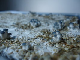 pleurotus-cd18.jpg