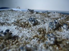 pleurotus-cd19.jpg