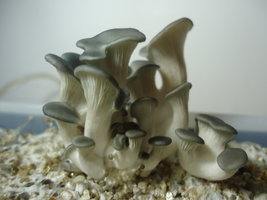 pleurotus-cd20.jpg