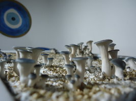 pleurotus-cd21.jpg