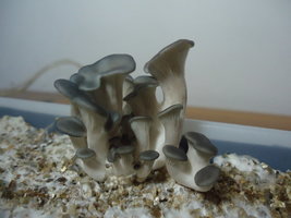 pleurotus-cd22.jpg