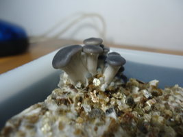 pleurotus-cd23.jpg